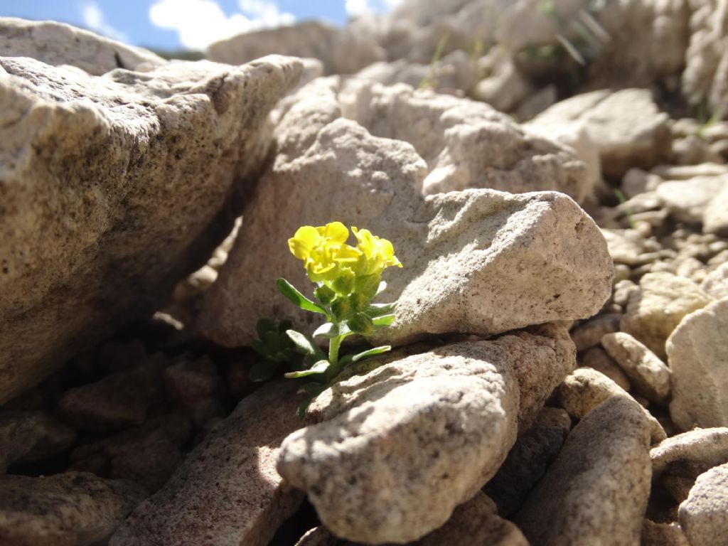 Alyssum wulfenianum subsp. ovirense (=Alyssum ovirense) / Alisso dell''Obir